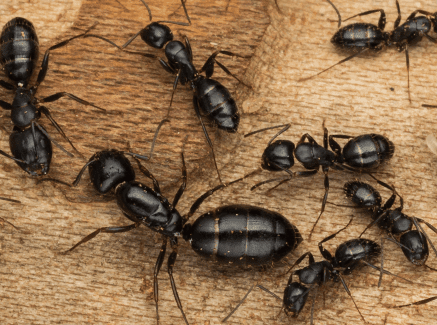 Milwaukee Carpenter Ant Exterminator